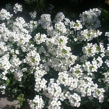 Ambra * Palanga